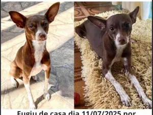 Cachorro raça SRD-ViraLata idade 3 anos nome Luna