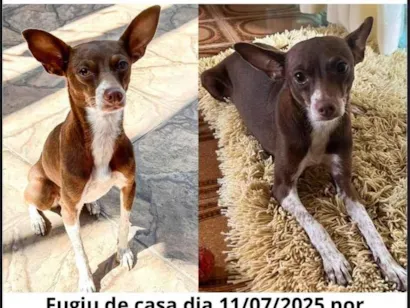 Cachorro raça SRD-ViraLata idade 3 anos nome Luna