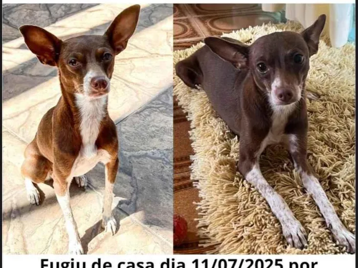 Cachorro ra a SRD-ViraLata idade 3 anos nome Luna