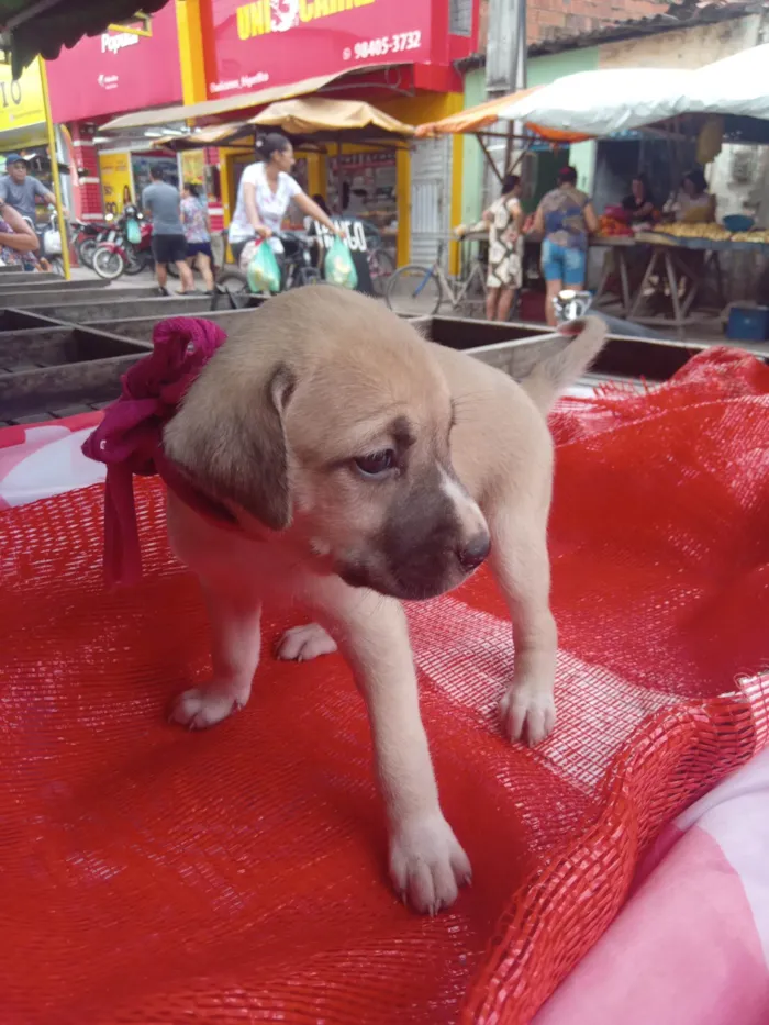 Cachorro ra a SRD-ViraLata idade 2 a 6 meses nome Lili