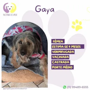 Cachorro raça SRD-ViraLata idade 7 a 11 meses nome Gaya