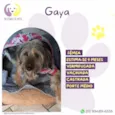 Gaya