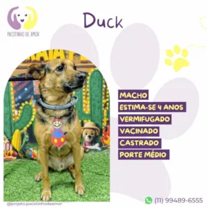 Cachorro raça SRD-ViraLata idade 4 anos nome Duck