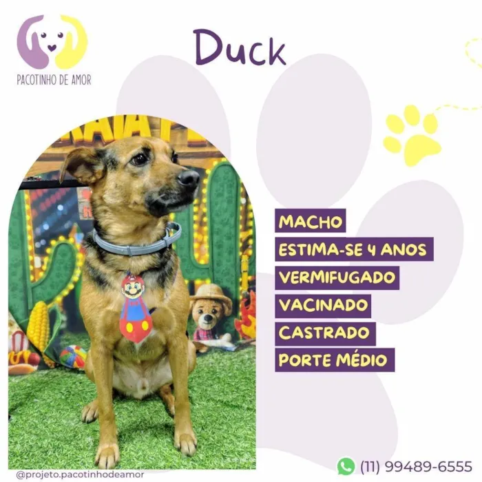 Cachorro ra a SRD-ViraLata idade 4 anos nome Duck
