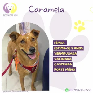 Cachorro raça SRD-ViraLata idade 4 anos nome Caramela.