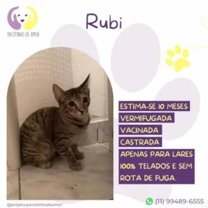 Gato raça SRD-ViraLata idade 7 a 11 meses nome Rubi