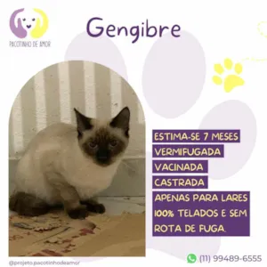 Gato raça Siamês idade 7 a 11 meses nome Gengibre