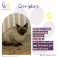 Gengibre