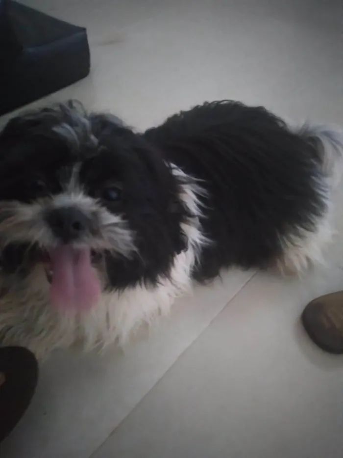 Cachorro ra a Shitzu idade 1 ano nome Não sei