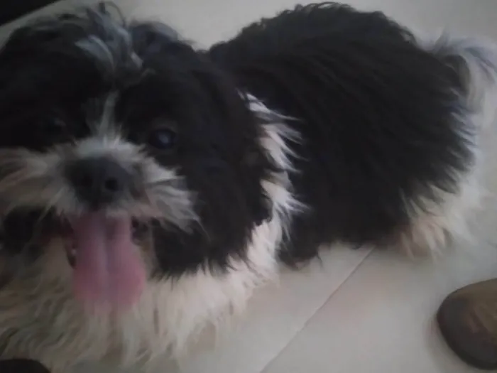 Cachorro ra a Shitzu idade 1 ano nome Não sei