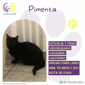 Gato raça SRD-ViraLata idade 7 a 11 meses nome Pimenta 