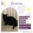 Pimenta