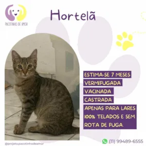 Gato raça SRD-ViraLata idade 7 a 11 meses nome Hortelã 