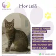 Hortelã