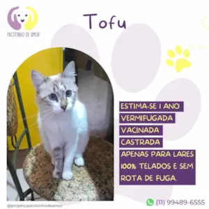 Gato raça SRD-ViraLata idade 1 ano nome Tofu