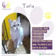 Tofu