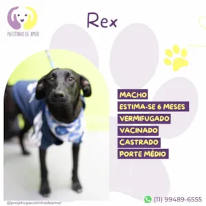 Cachorro raça SRD-ViraLata idade 7 a 11 meses nome Rex