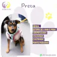 Preta