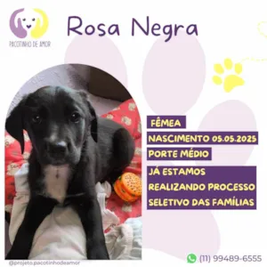 Cachorro raça SRD-ViraLata idade Abaixo de 2 meses nome Rosa Negra