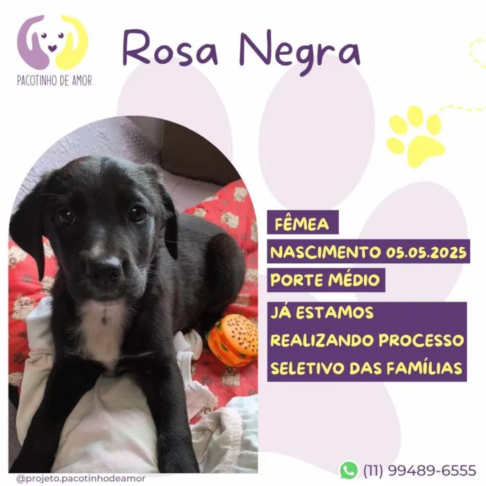 Cachorro ra a SRD-ViraLata idade Abaixo de 2 meses nome Rosa Negra