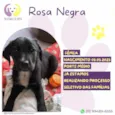 Rosa Negra