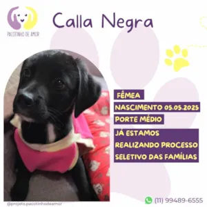 Cachorro raça SRD-ViraLata idade Abaixo de 2 meses nome Calla Negra