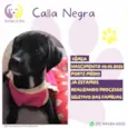 Calla Negra