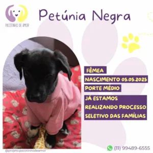 Cachorro raça SRD-ViraLata idade Abaixo de 2 meses nome Petunia Negra