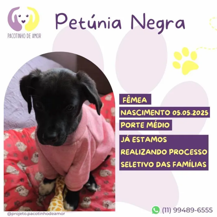 Cachorro ra a SRD-ViraLata idade Abaixo de 2 meses nome Petunia Negra