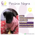 Petunia Negra