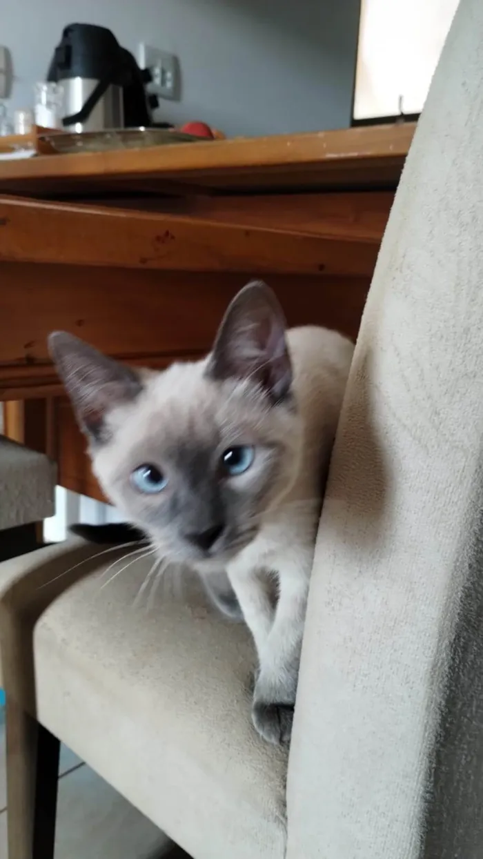 Gato ra a Siamês idade 2 a 6 meses nome Mendy