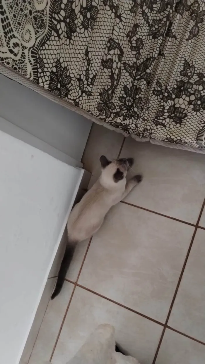 Gato ra a Siamês idade 2 a 6 meses nome Mendy