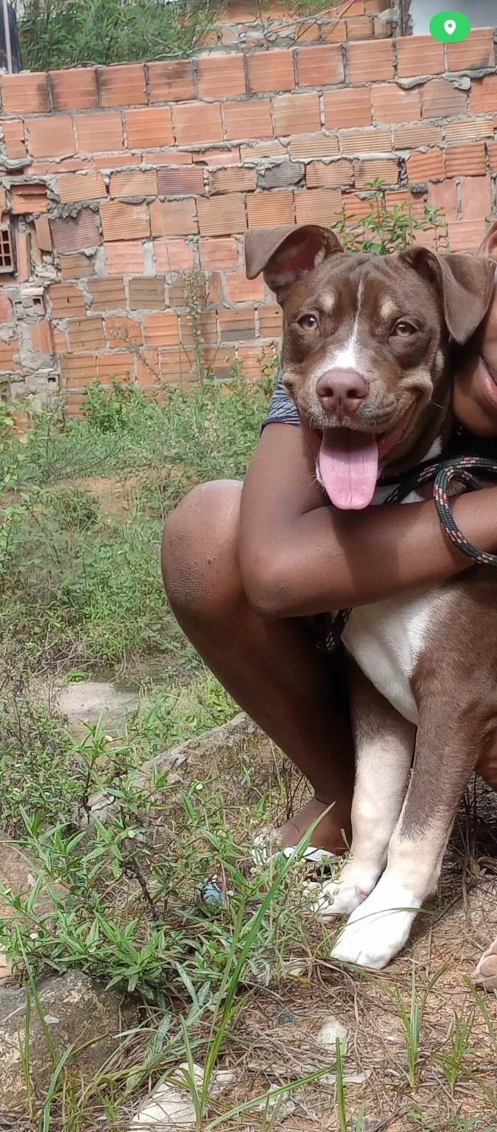 Cachorro ra a Pit-Bull idade 2 anos nome Luffy