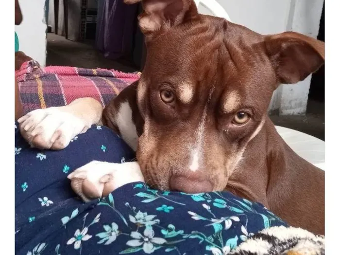 Cachorro ra a Pit-Bull idade 2 anos nome Luffy