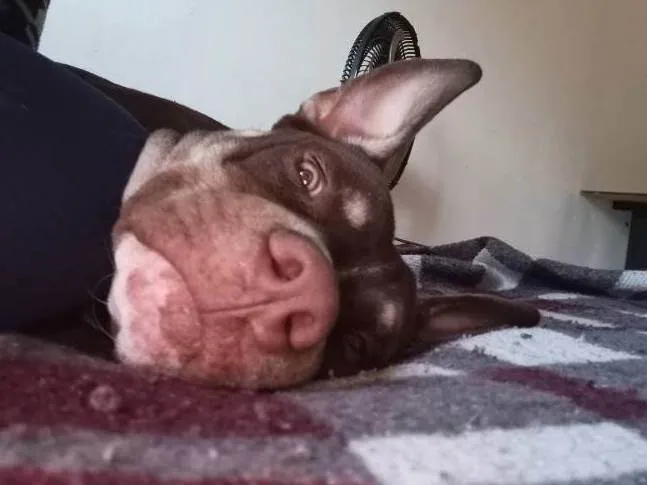Cachorro ra a Pit-Bull idade 2 anos nome Luffy