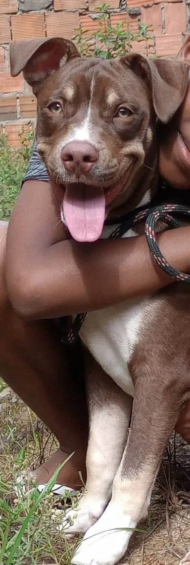 Cachorro ra a Pit-Bull idade 2 anos nome Luffy