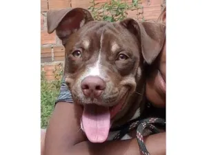 Cachorro raça Pit-Bull idade 2 anos nome Luffy