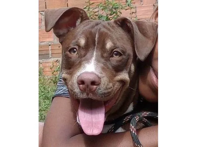 Cachorro ra a Pit-Bull idade 2 anos nome Luffy