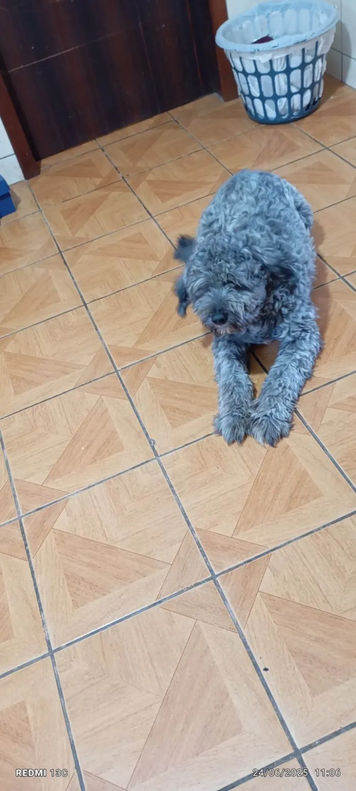 Cachorro ra a SRD-ViraLata idade 1 ano nome Beethoven 