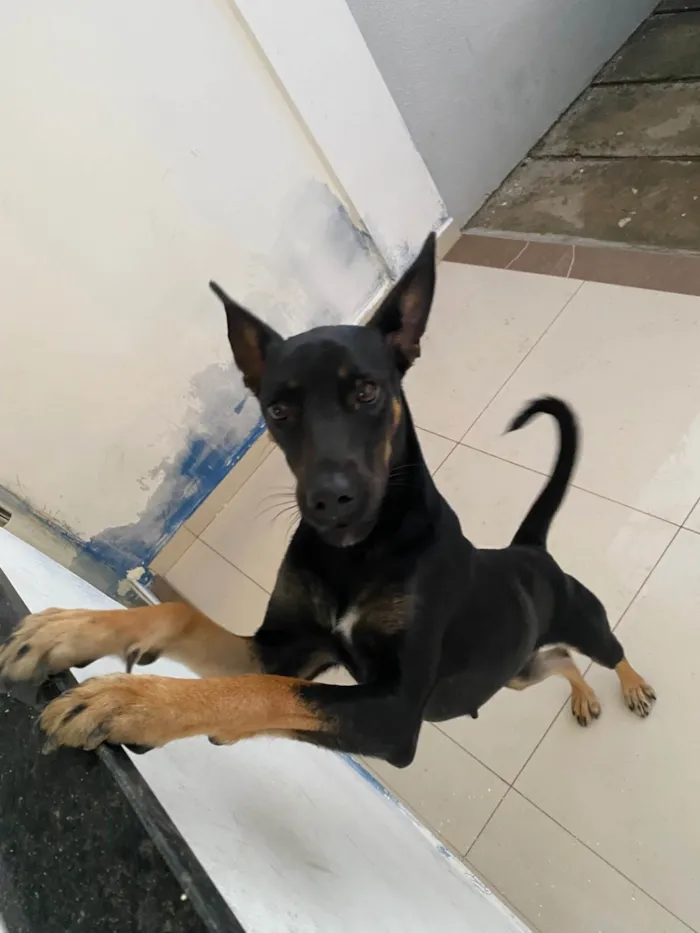 Cachorro ra a SRD-ViraLata idade 7 a 11 meses nome Meg 