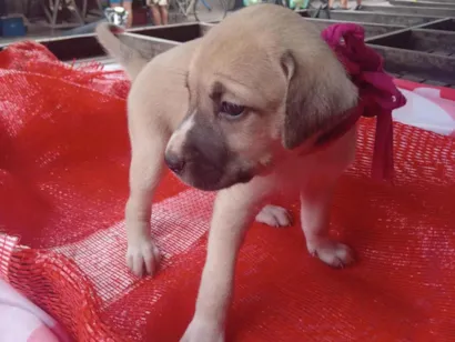 Cachorro raça SRD-ViraLata idade 2 a 6 meses nome Lili