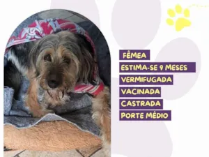 Cachorro raça SRD-ViraLata idade 7 a 11 meses nome Gaya