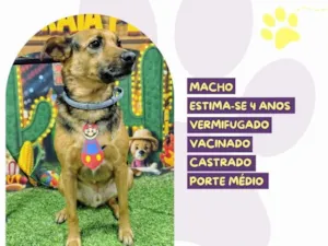 Cachorro raça SRD-ViraLata idade 4 anos nome Duck
