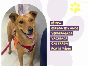 Cachorro raça SRD-ViraLata idade 4 anos nome Caramela.