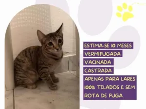 Gato raça SRD-ViraLata idade 7 a 11 meses nome Rubi