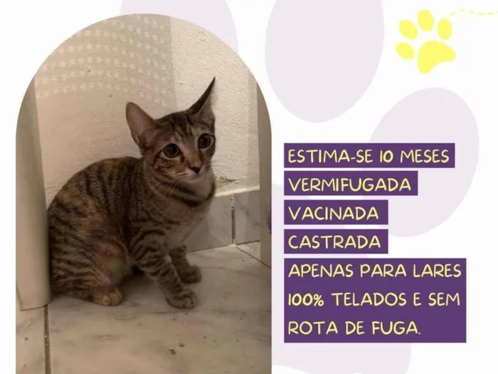 Gato ra a SRD-ViraLata idade 7 a 11 meses nome Rubi