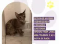 Rubi