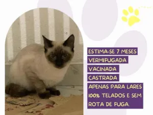 Gato raça Siamês idade 7 a 11 meses nome Gengibre