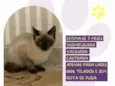 Gengibre