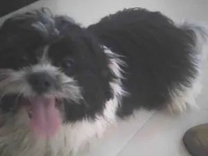 Cachorro raça Shitzu idade 1 ano nome Não sei